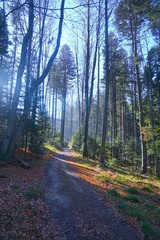 Scenic view of a dirt road winding through a dense forest of trees.