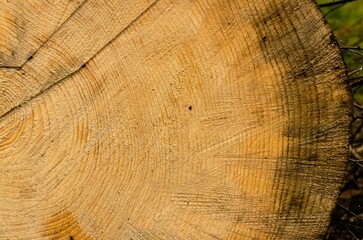 Fototapeta premium Close-up shot of a fantastically beautiful old piece of wood, sawn with care
