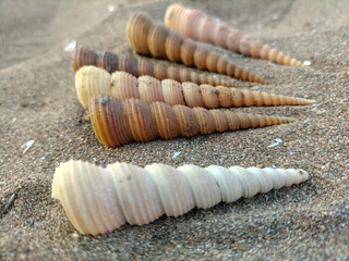 Closeup view of shells in sand. Turritella Terebra, species of sea snail from Turritellidae.
