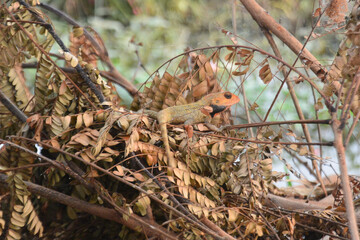 Large chameleon camouflaged in dry brown bushes