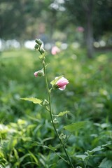Vertical shot of a vibrant Hollyhock with a blurry background
