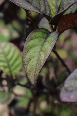 Close-up shot of a single lush bush of vibrant green leaves with a blurred background