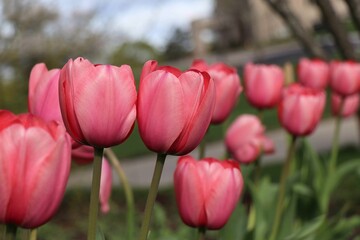many pink tulips blooming in a field on a sunny day