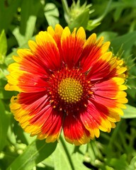 Closeup of a beautiful common gaillardia, a bright yellowish-red flower in the garden.