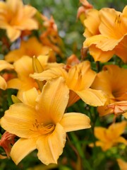 Obraz na płótnie Canvas Vibrant yellow Amur daylily in full bloom is nestled among lush green garden