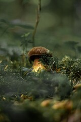 Single mushroom visible among a bed of lush green foliage in a forest setting
