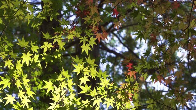 Japanese autumn leaves swaying in the wind.