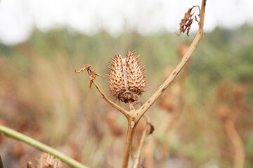 Closeup shot of a thorny Datura stramonium seed pod against a blurry background.