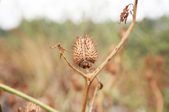 Closeup shot of a thorny Datura stramonium seed pod against a blurry background.