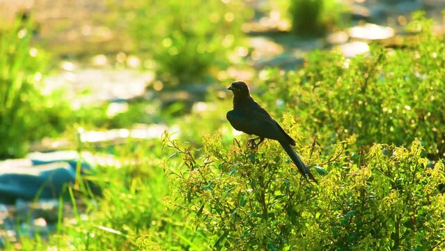 Up-close Drongo bird in rural Bangladesh, bokke focus Establish shot
