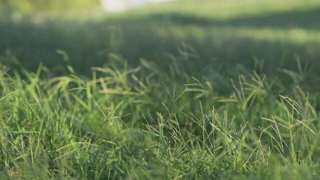 河川敷の野原のオヒシバのアップ