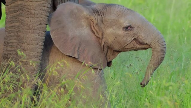 Cute small baby elephant closeup portrait eating grass hiding under mother. Family of elephants grazing on grasslands of South Africa. Wild nature. mammal animals concept. African Safari in Savanna