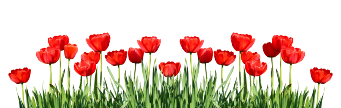 Red Tulips Flowers