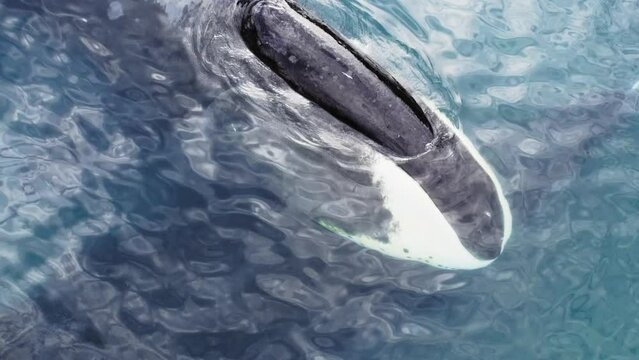 Bowhead giant whale closeup swimming in calm blue ocean water, Aerial view of bowhead whale spouting. Whale watching of migrate Baleen whales in Shantar islands near forest. Conscious whale watching