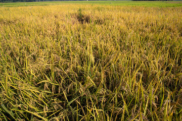 Top view grain rice field agriculture landscape