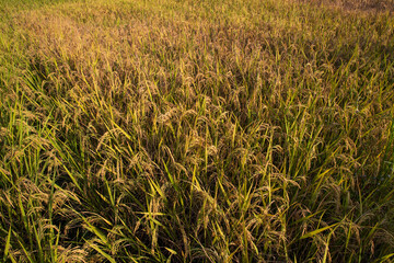 Top view grain rice field agriculture landscape