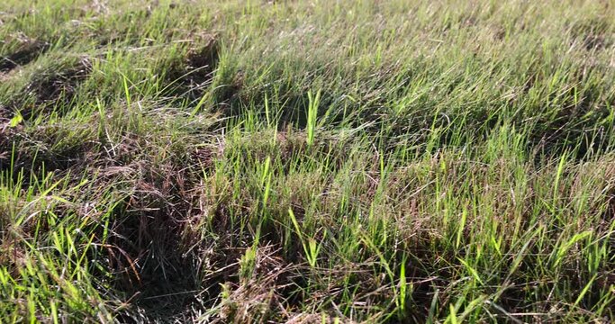 field with green grasses and plants for animal husbandry, cultivation of green fodder for animal feeding