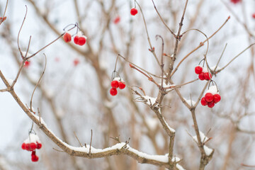 A tree with red berries on it and white snow