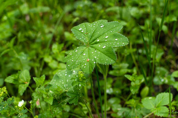 A green plant leaf with drop of rainwater on it
