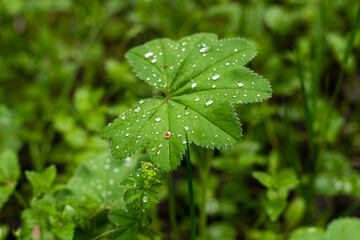 A green plant leaf with drop of rainwater on it