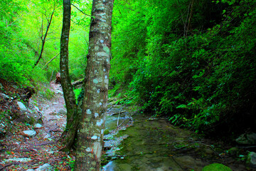 Charming view from Sarnano on the road to Cascata del Pellegrino with two huge patched rugged tree trunks in the foreground, the see-through waters of the river with pebbles underneath, and greenery