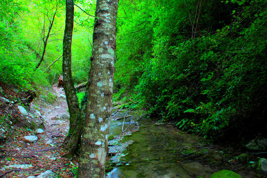 Charming view from Sarnano on the road to Cascata del Pellegrino with two huge patched rugged tree trunks in the foreground, the see-through waters of the river with pebbles underneath, and greenery