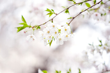 White sakura flower Japanese Cherry Blossom