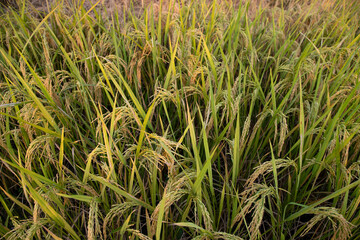 Top view grain rice field agriculture landscape