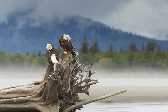 Bald eagle pair sitting on driftwood