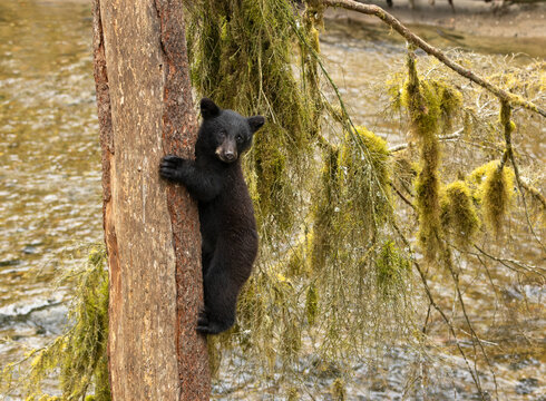 bear in the woods