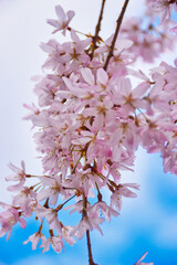 京都　水火天満宮　青空に映える美しい枝垂れ桜　コピースペースあり（日本京都府京都市）Kyoto Suika Tenmangu Shrine Beautiful weeping cherry blossoms that shine against the blue sky Copy space available (Kyoto City, Kyoto Prefecture, Japan)