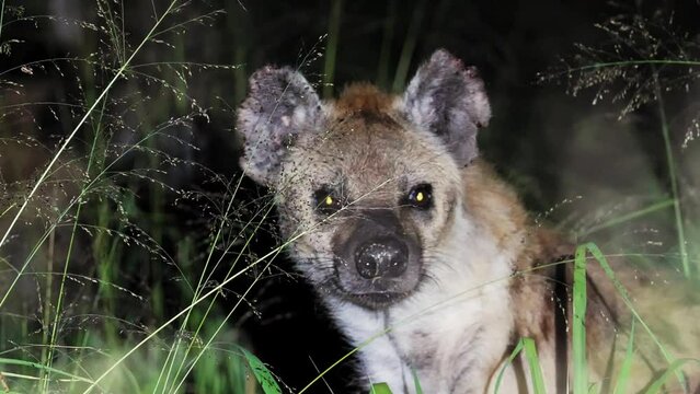 Night Shot of Alone Hyena waiting to get on kill, walking through the luscious greenry of the Masai Mara North Conservancy, Wildlife in Maasai Mara National Reserve, Kenya. Wildlife animals of Africa