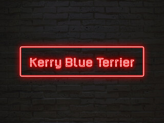 Kerry Blue Terrier のネオン文字