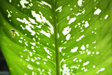 Leaf underside view of a Dumb Cane plant (Dieffenbachia) in direct sunlight