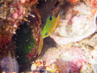 美しいルリホシスズメダイ（スズメダイ科）の幼魚。

静岡県伊豆半島賀茂郡南伊豆町中木から渡し船で渡るヒリゾ浜にて。
2023年10月28日水中撮影。

The Beautiful Jewel Damsel juvenile. 

HIRIZO Beach, Nakagi, South IZU, Kamo-gun, Izu Peninsula, Shizuoka, Japan,
Photo Take