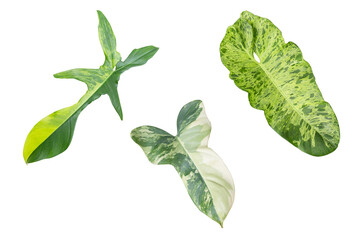 Beautiful identity Philodendron variegated leaves, Florida beauty, paraiso verde, bipennifolium or vioolin on transparent backgound with PNG file