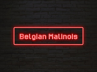 Belgian Malinois のネオン文字