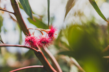 native Australian flowering gum eucalyptus tree with pink flowers