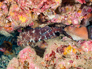 ヒリゾ浜の交尾中の美しいワモンダコ（マダコ科）。

静岡県伊豆半島賀茂郡南伊豆町中木から渡し船で渡るヒリゾ浜にて。
2023年10月29日水中撮影。

A mating the beautiful Big blue octopus.

HIRIZO Beach, Nakagi, South IZU, Kamo-gun, Izu Peninsula, Shizuoka, Japan,
Photo T