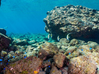 ヒリゾ浜の美しいツノダシ（ツノダシ科）の小群他。

静岡県伊豆半島賀茂郡南伊豆町中木から渡し船で渡るヒリゾ浜にて。
2023年10月28日水中撮影。

A small school of the Beautiful Moorish Idol and others. 

HIRIZO Beach, Nakagi, South IZU, Kamo-gun, Izu Peninsula, Shizuok