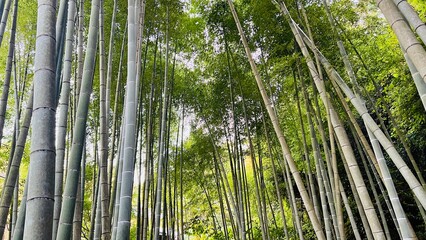 竹林 鎌倉 明月院 Kamakura Meigetsuin Temple bamboo forest November 2023