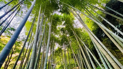 竹林 鎌倉 明月院 Kamakura Meigetsuin Temple bamboo forest November 2023
