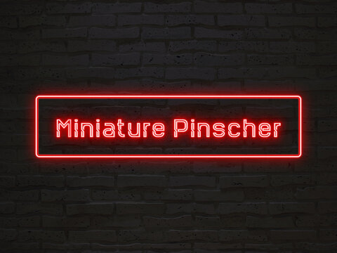 Miniature Pinscher のネオン文字