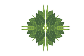 Flora Ornament Border With Design With Transparent Background