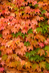 Close up view of bright Orange Boston ivy plant leaves in autumn time.