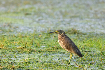 Yellow Bittern bird in green marsh lands in rural India.