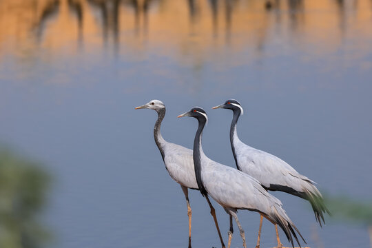 Three Demoiselle crane birds migrate to Rajasthan, India from Mongolia during winter time. At Khichan, Rajasthan.