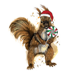 Squirrel on a white background