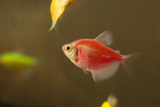 Red tetra fish in aquarium.  Serpae tetra (Hyphessobrycon eques), also known as gem tetra or callistus tetra, is a species of tropical freshwater fish from the characin family (family Characidae).