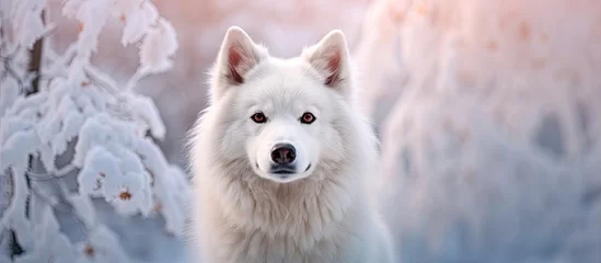 Gardinen In the beautiful winter landscape of a snow covered forest a young white dog stands against the picturesque background creating a cute and captivating animal portrait in nature s serene par © TheWaterMeloonProjec